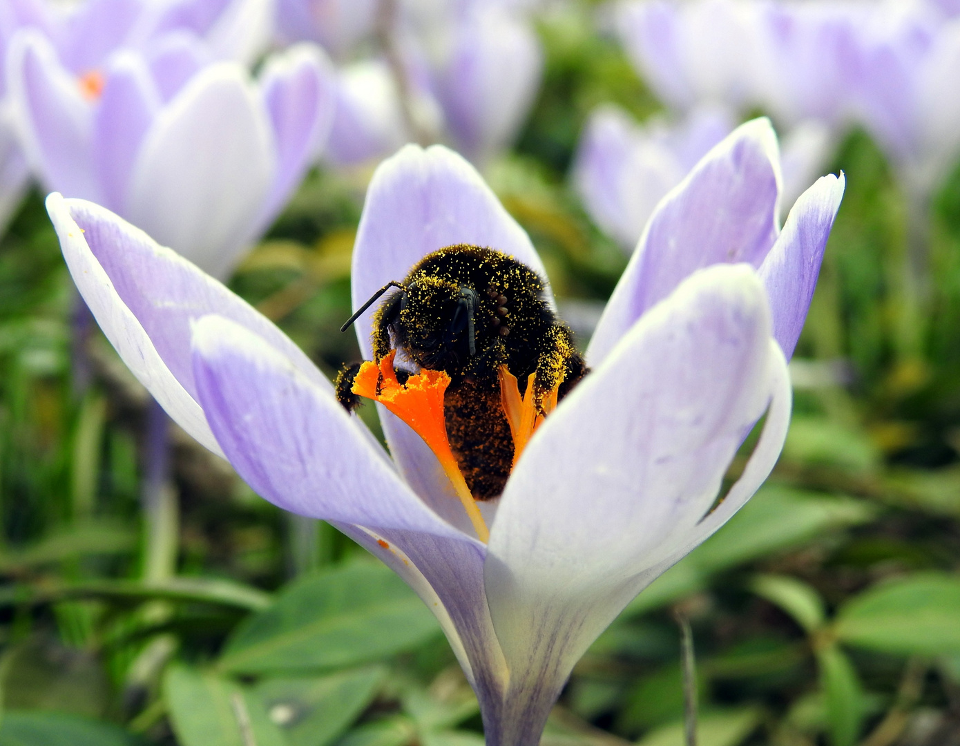 Eine Hummel beim Dinner Foto & Bild tiere, zoo, wildpark & falknerei