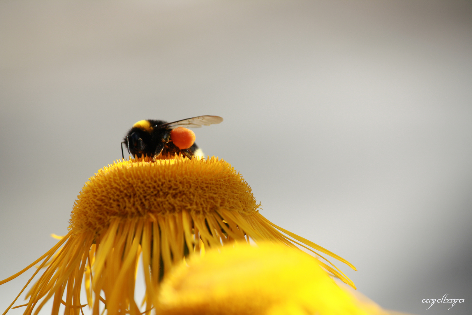 eine Hummel beim hamstern...