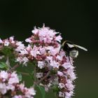 Eine Hummel beim Naschen erwischt ;)