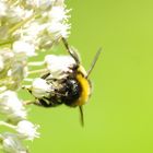 Eine Hummel