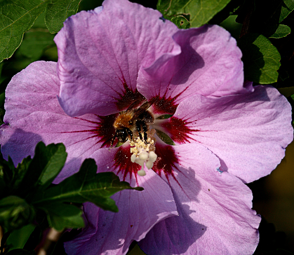 Eine Hummel die "Blütenstaub" aufwirbelt!