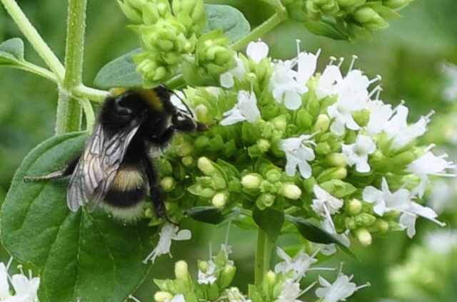  Eine Hummel, die noch nicht mit Blütenstaub umhüllt ist.