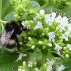  Eine Hummel, die noch nicht mit Blütenstaub umhüllt ist.