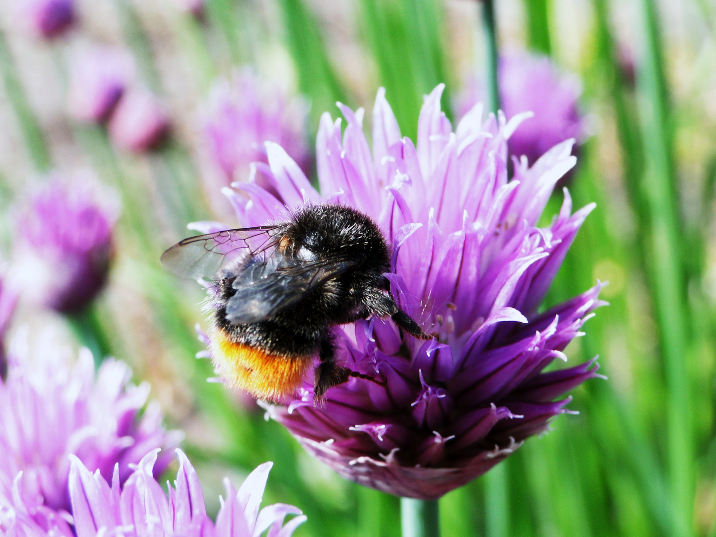 Eine Hummel findet Schnittlauch lecker ...