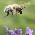 Eine Hummel fliegt eine Blüte an