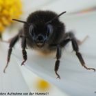 Eine Hummel hat zuviel gefressen !