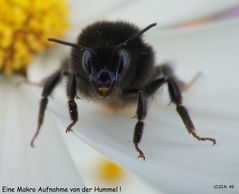 Eine Hummel hat zuviel gefressen !