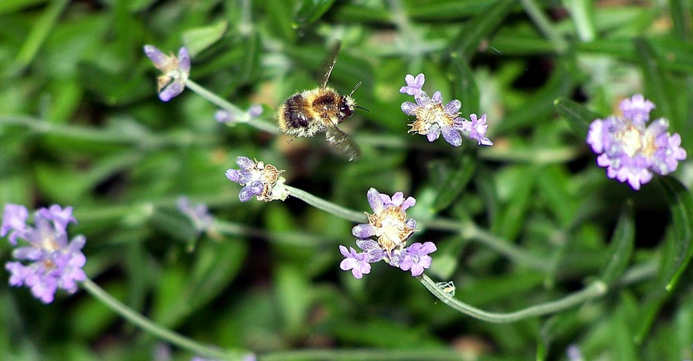 Eine Hummel im Anflug