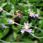 Eine Hummel im Anflug