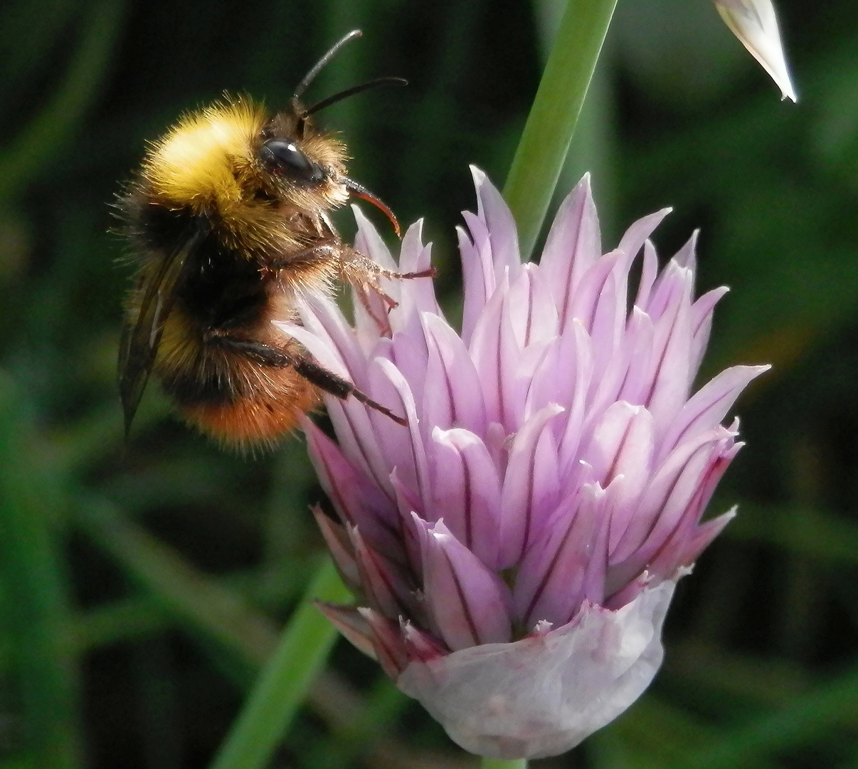 Eine Hummel im Profil auf blühendem Schnittlauch