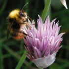 Eine Hummel im Profil auf blühendem Schnittlauch