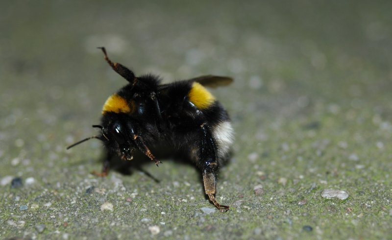 Eine Hummel in Abwehrstellung