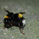 Eine Hummel in Abwehrstellung