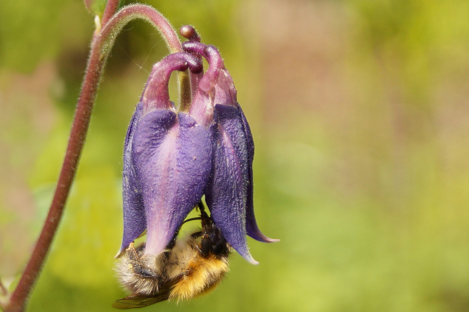 Eine Hummel in einer Akelei