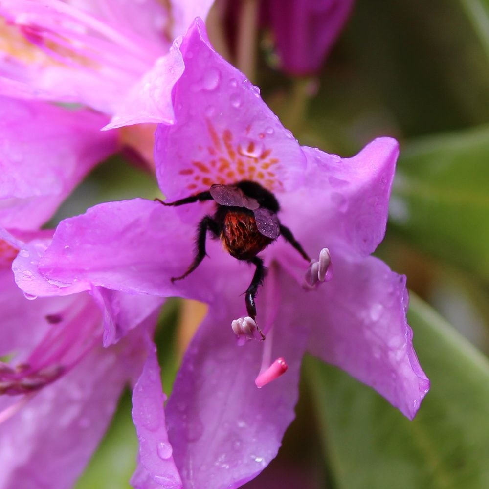 Eine Hummel in erlanger botanischen Garten