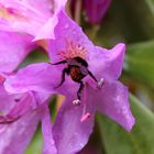 Eine Hummel in erlanger botanischen Garten