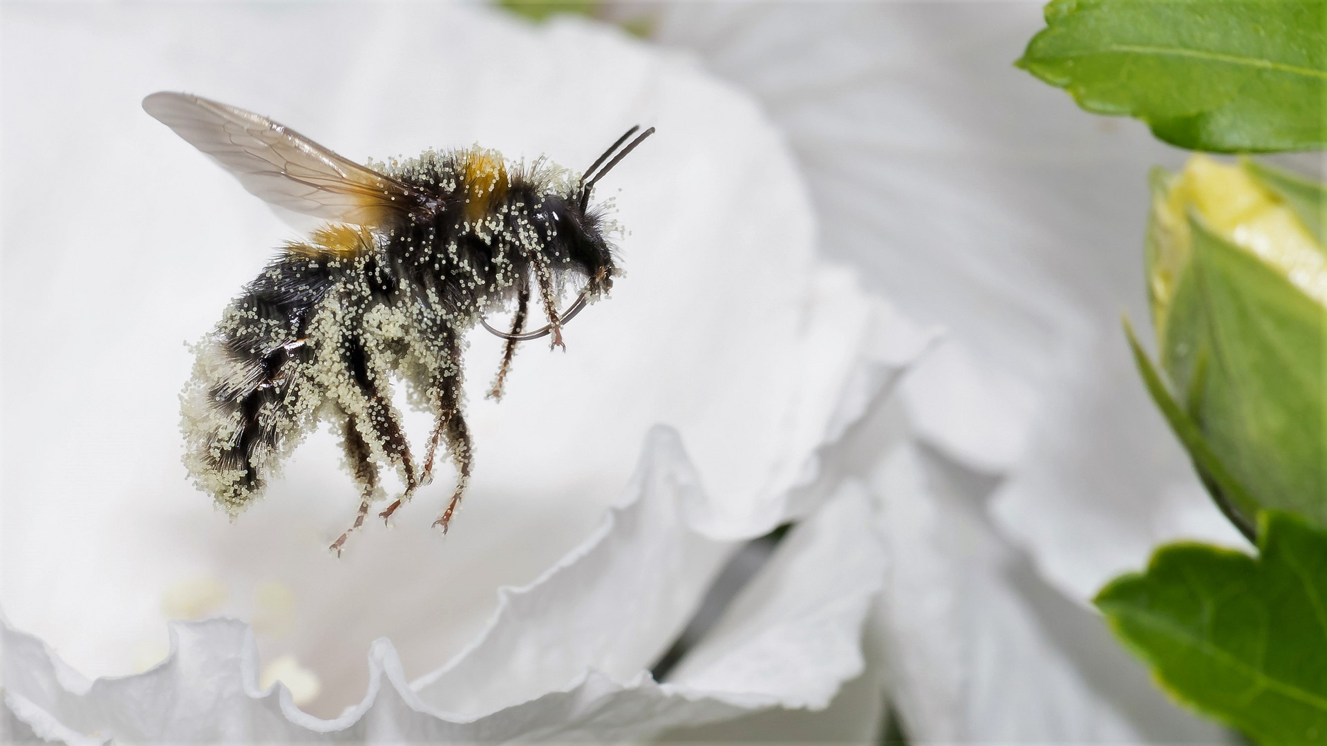 Eine Hummel ist auch nur ein kleines Schweinchen...