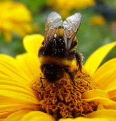 Eine Hummel macht schon einen Sommer