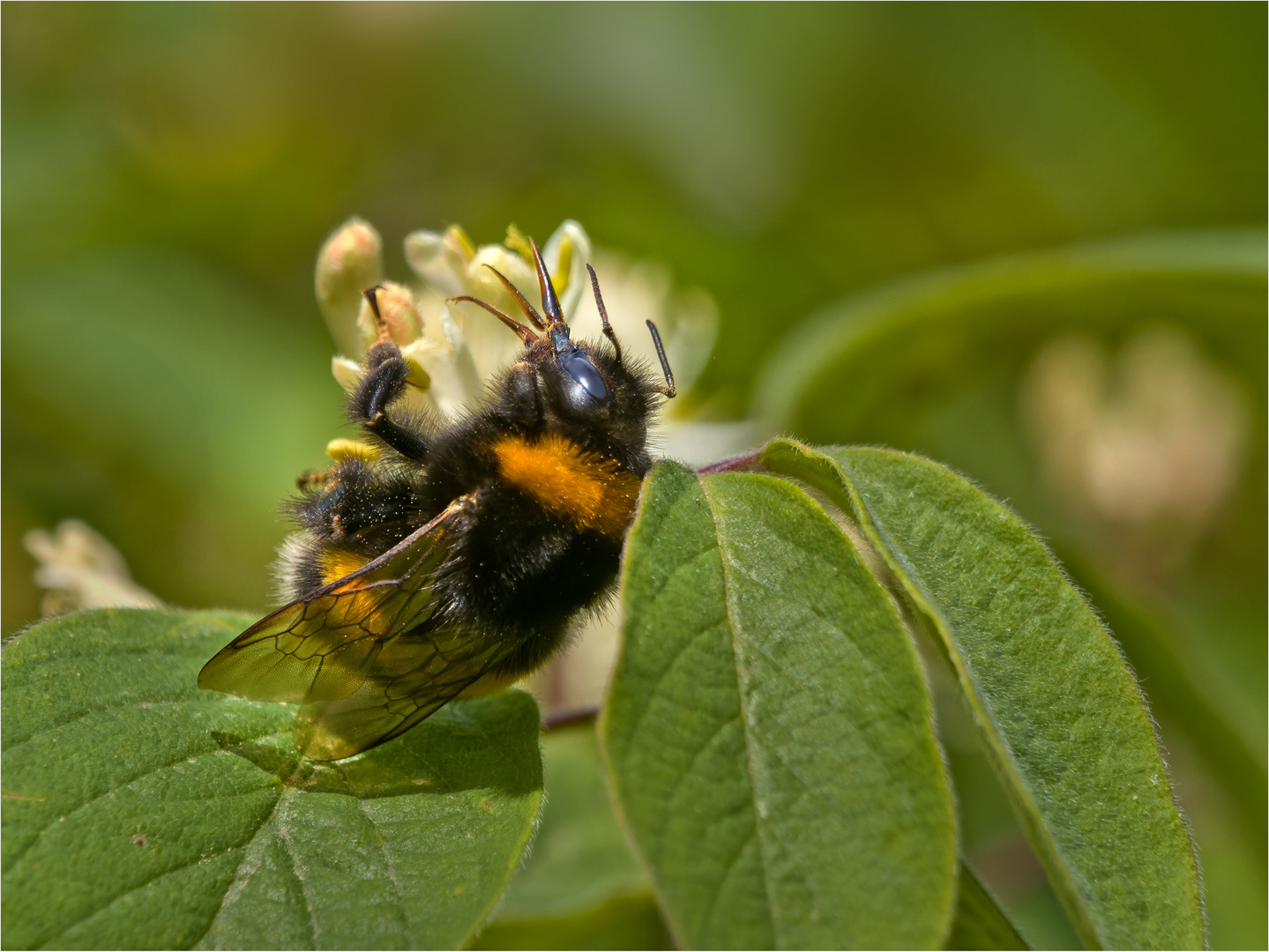 Eine Hummel  mit großer  "Klappe".....