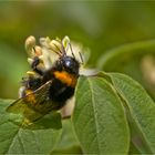 Eine Hummel  mit großer  "Klappe".....