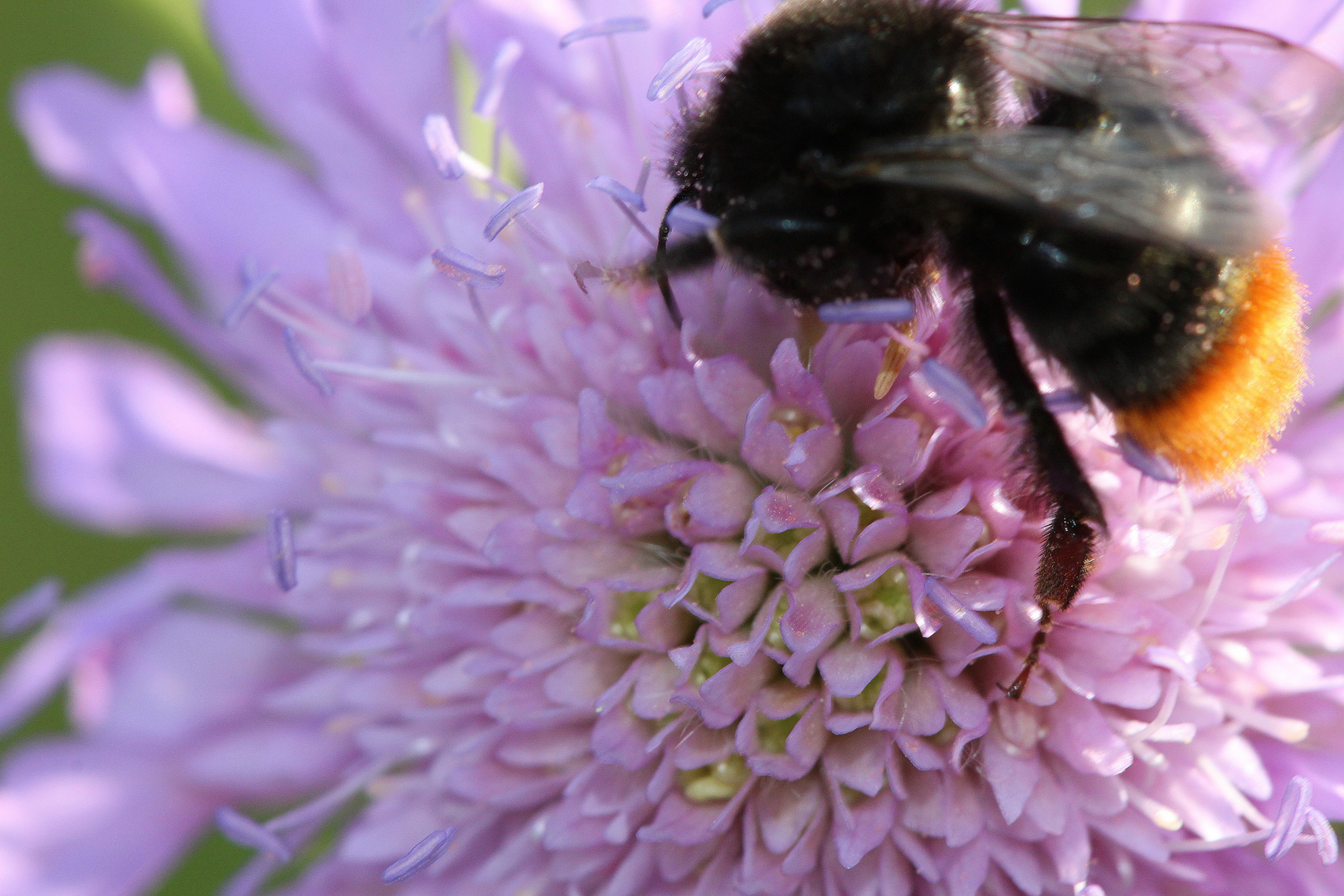 Eine Hummel mit Hunger