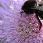 Eine Hummel mit Hunger