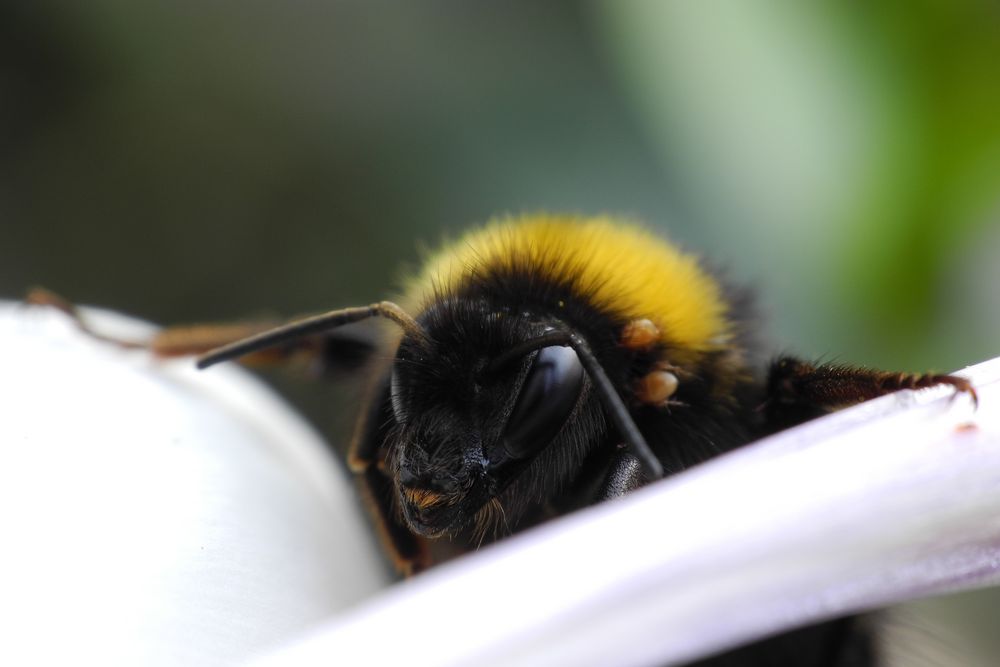 eine Hummel mit Zeckenbefall