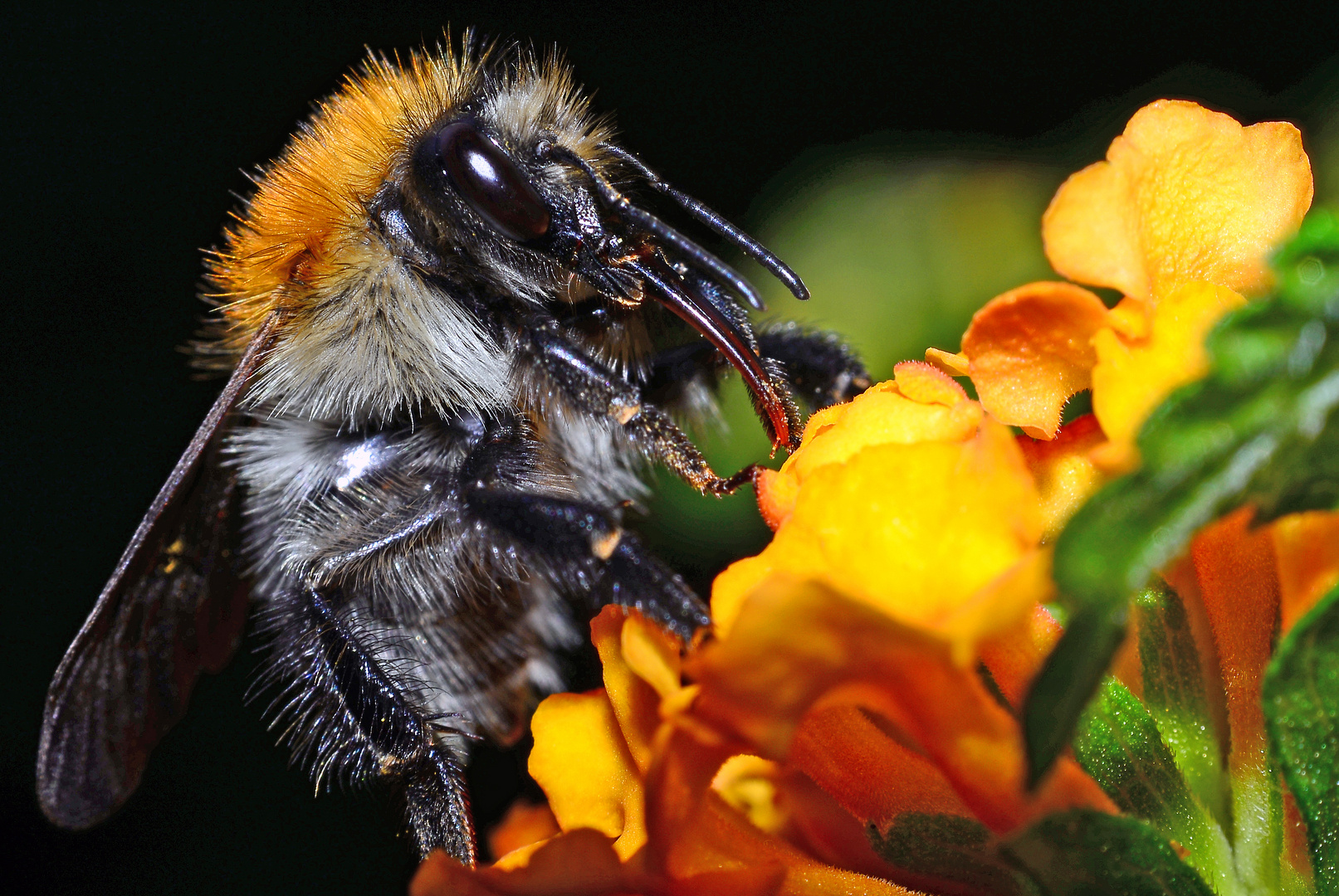 Eine Hummel nah beobachtet