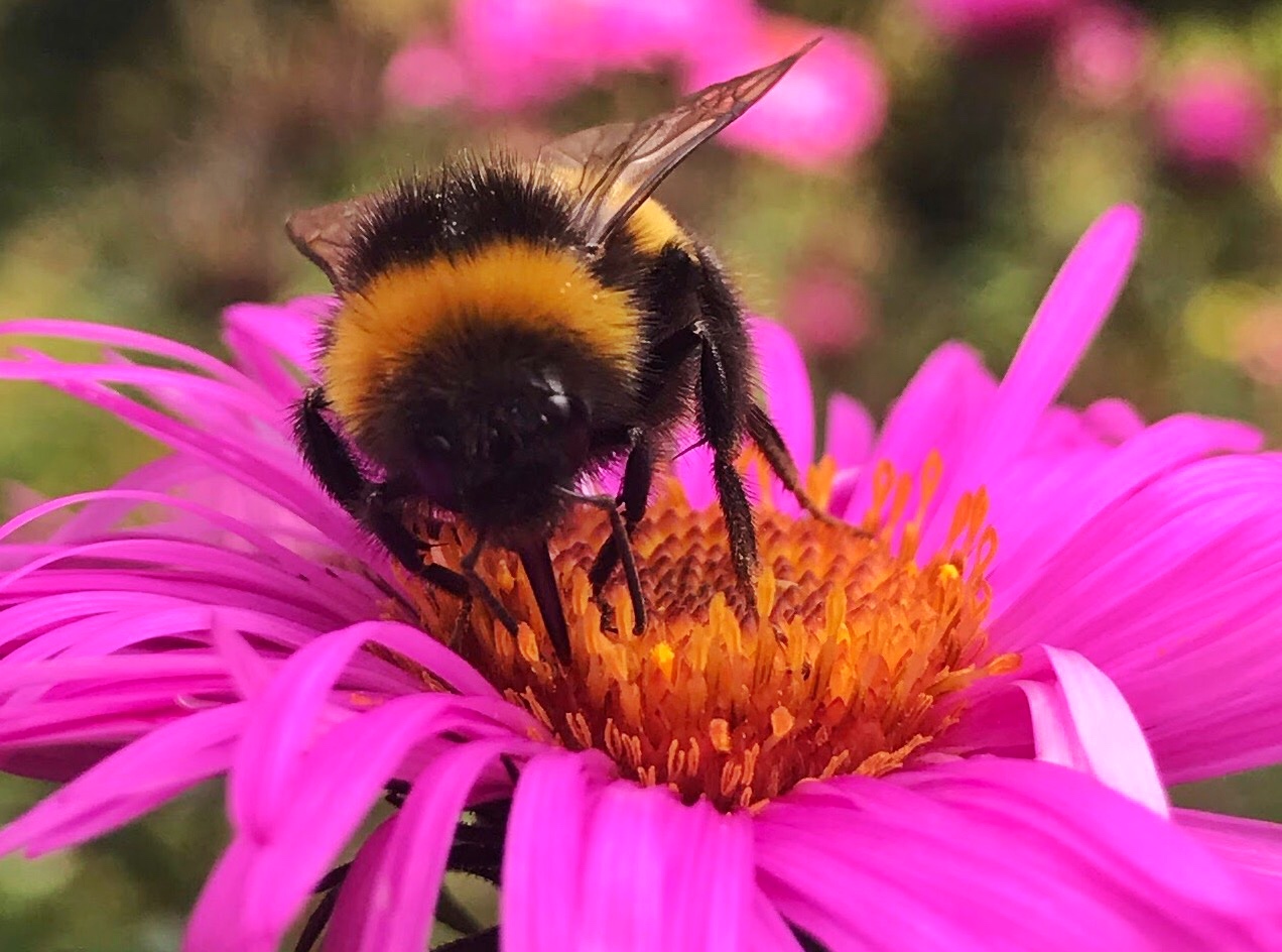 Eine Hummel namens Hubert