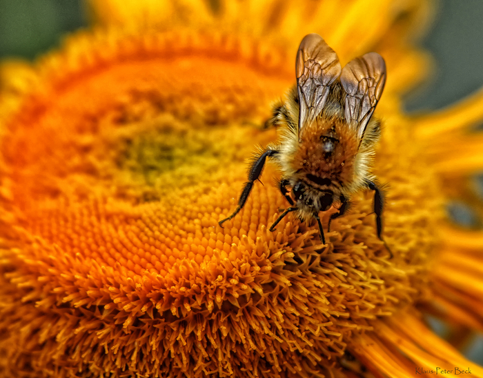 Eine Hummel namens Mats