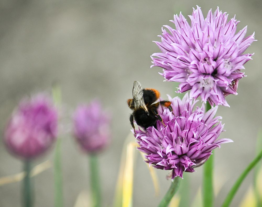 Eine Hummel nascht am Schnittlauch.