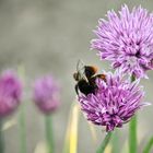 Eine Hummel nascht am Schnittlauch.