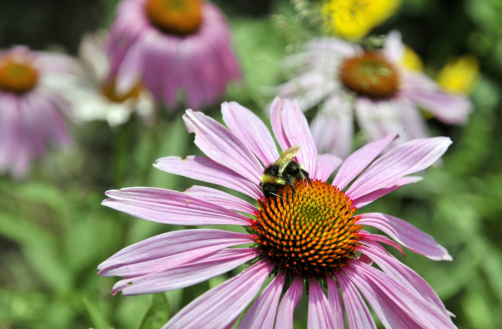 Eine Hummel und ihre Bestimmung