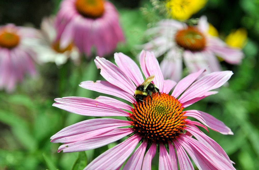 Eine Hummel und ihre Bestimmung