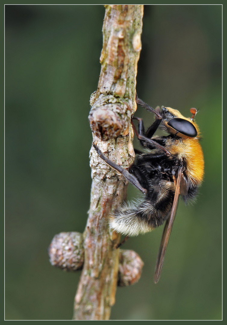 Eine Hummel Waldschwebfliege. Foto & Bild insekten, natur Bilder auf