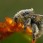 eine Hummeln beim Pollensammeln