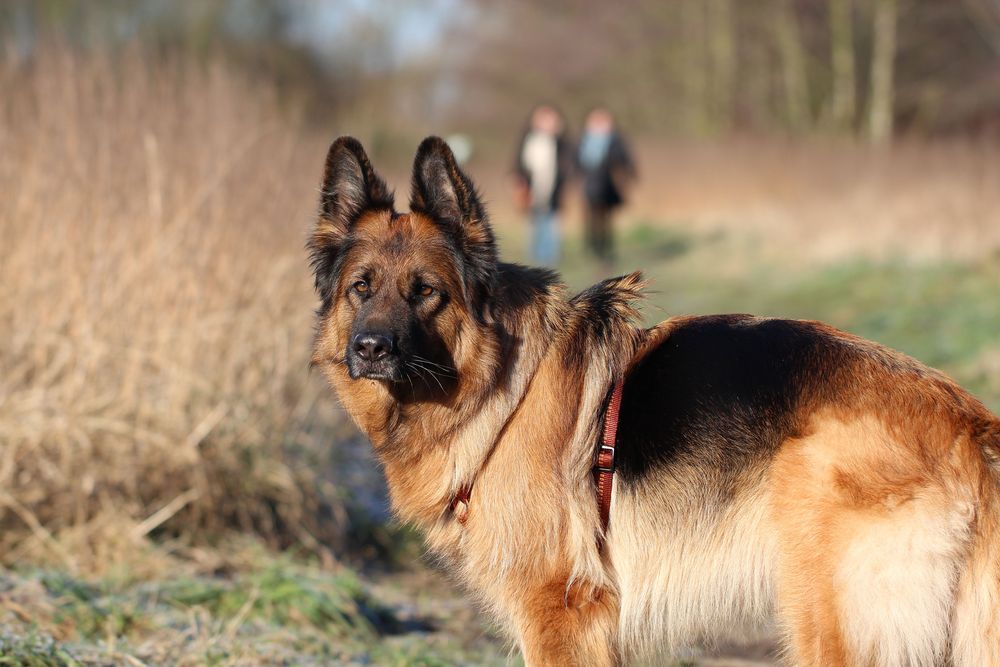 Eine Hundebekanntschaft