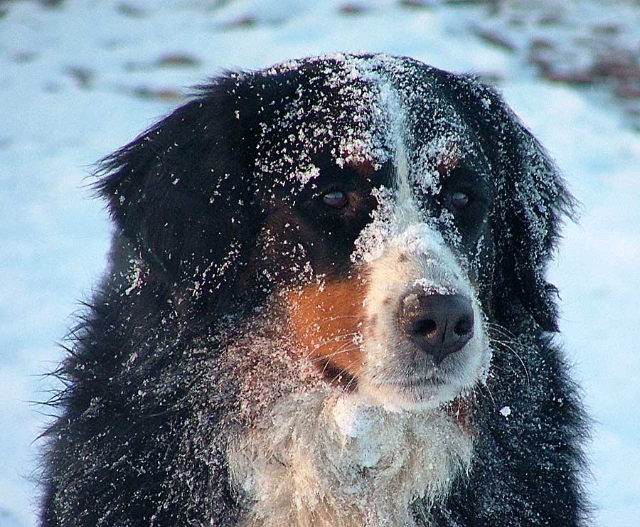 Eine Hundekälte......