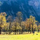 Eine Hunderunde auf dem Ahornboden...