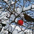 Eine hungrige Amsel