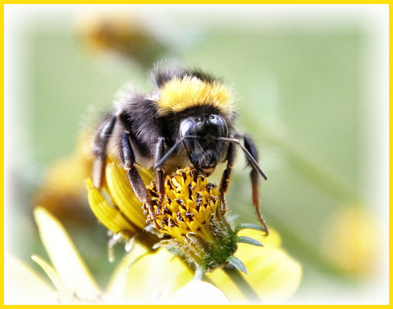 Eine hungrige Hummel im Herbst....