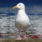 eine hungrige möwe in warnemünde