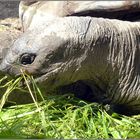 Eine hungrige Riesenschildkröte