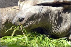 Eine hungrige Riesenschildkröte