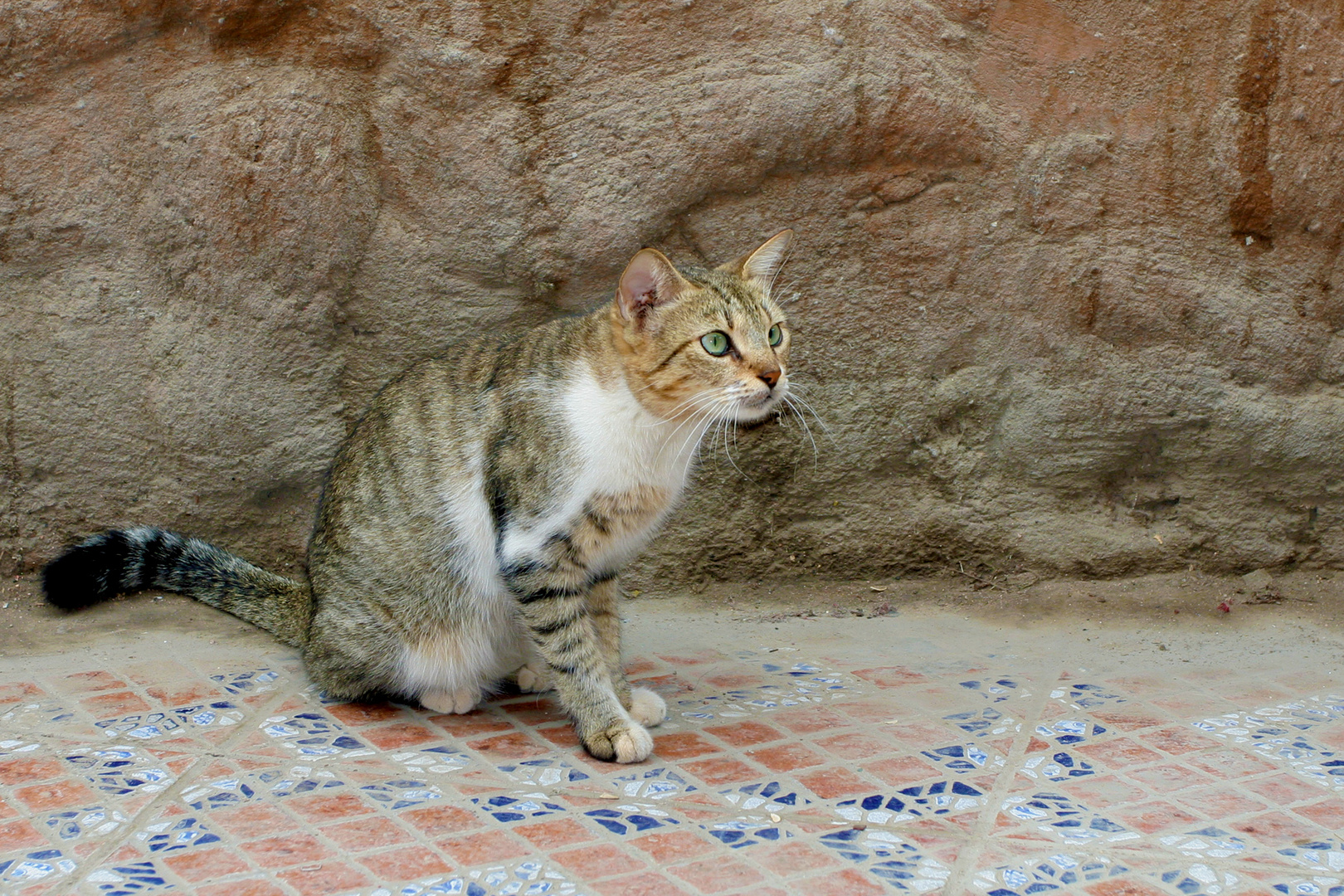 eine hunrige ägyptische Katze