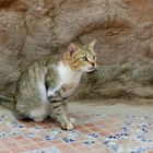 eine hunrige ägyptische Katze