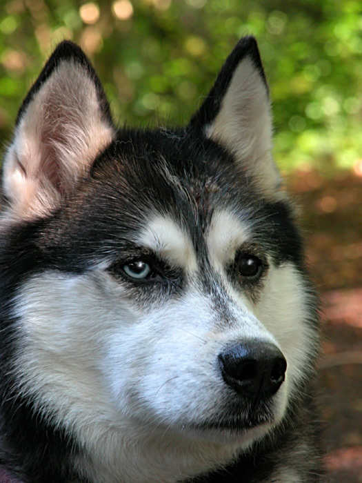 Eine Huskydame