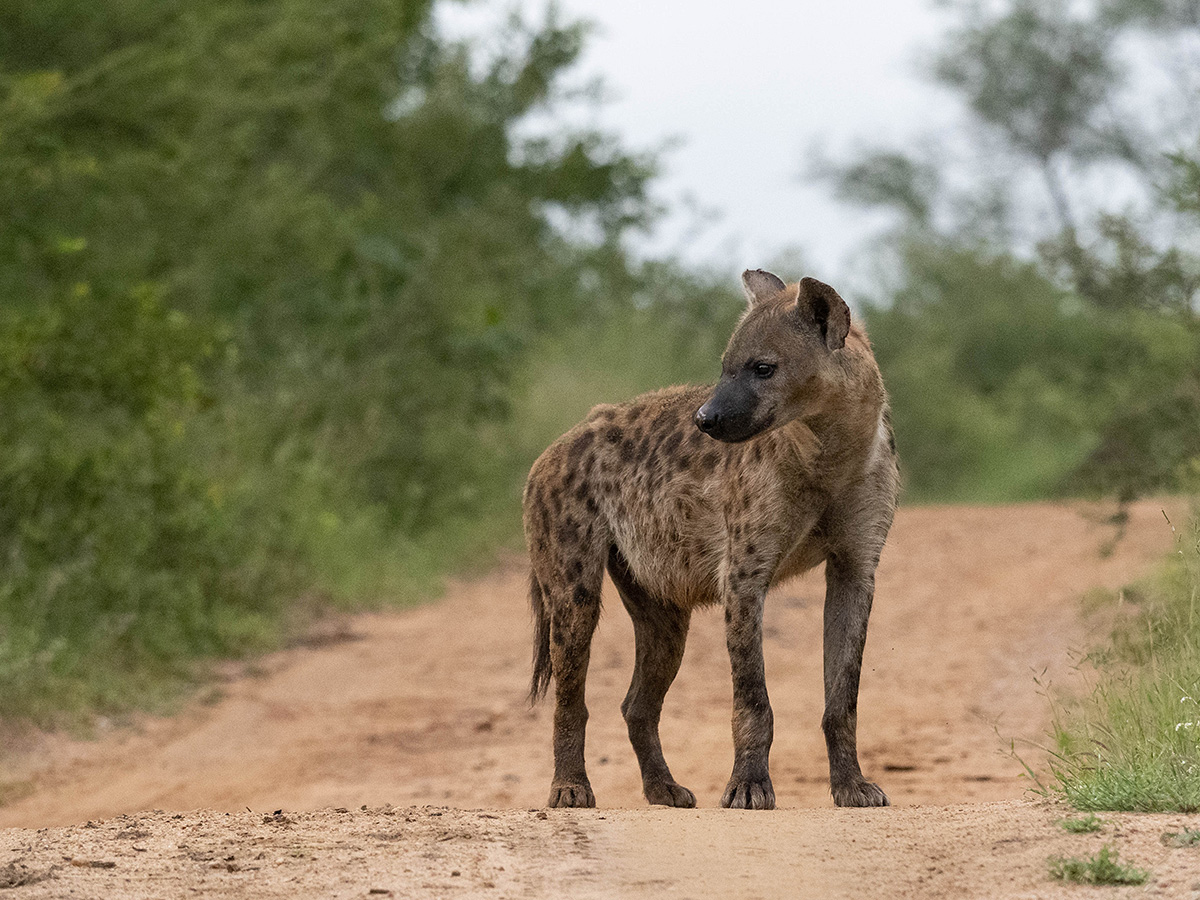 Eine Hyäne kreuzte unseren Weg
