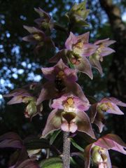 Eine Hybride der Arten Breitblättrige und Violette Stendelwurz