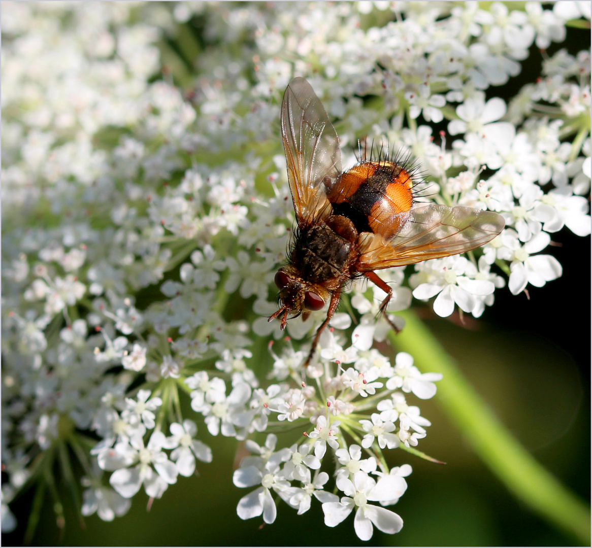 Eine Igelfliege...